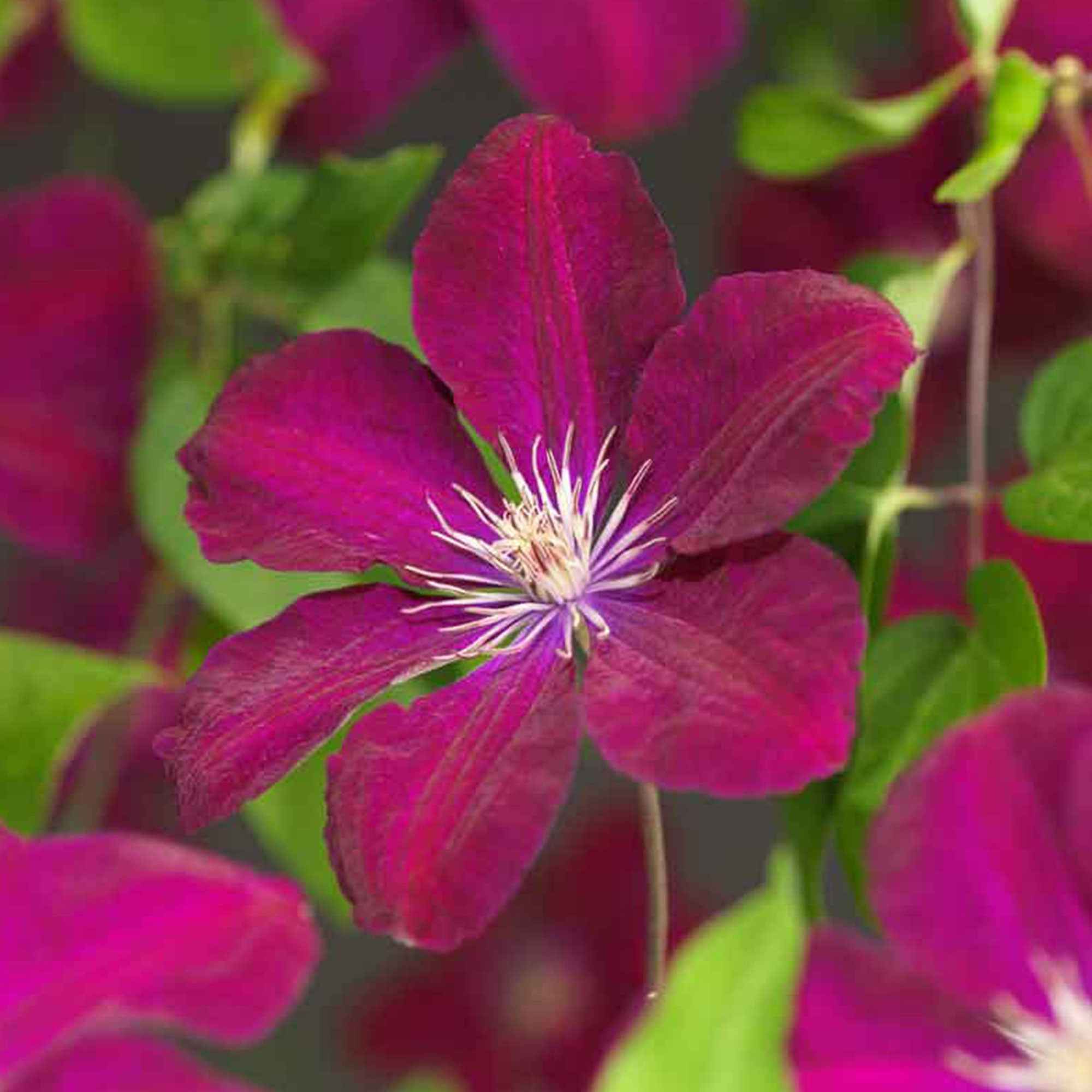 Bakker Clématite Rouge Cardinal plante grimpante pot 2L fleurs rouges