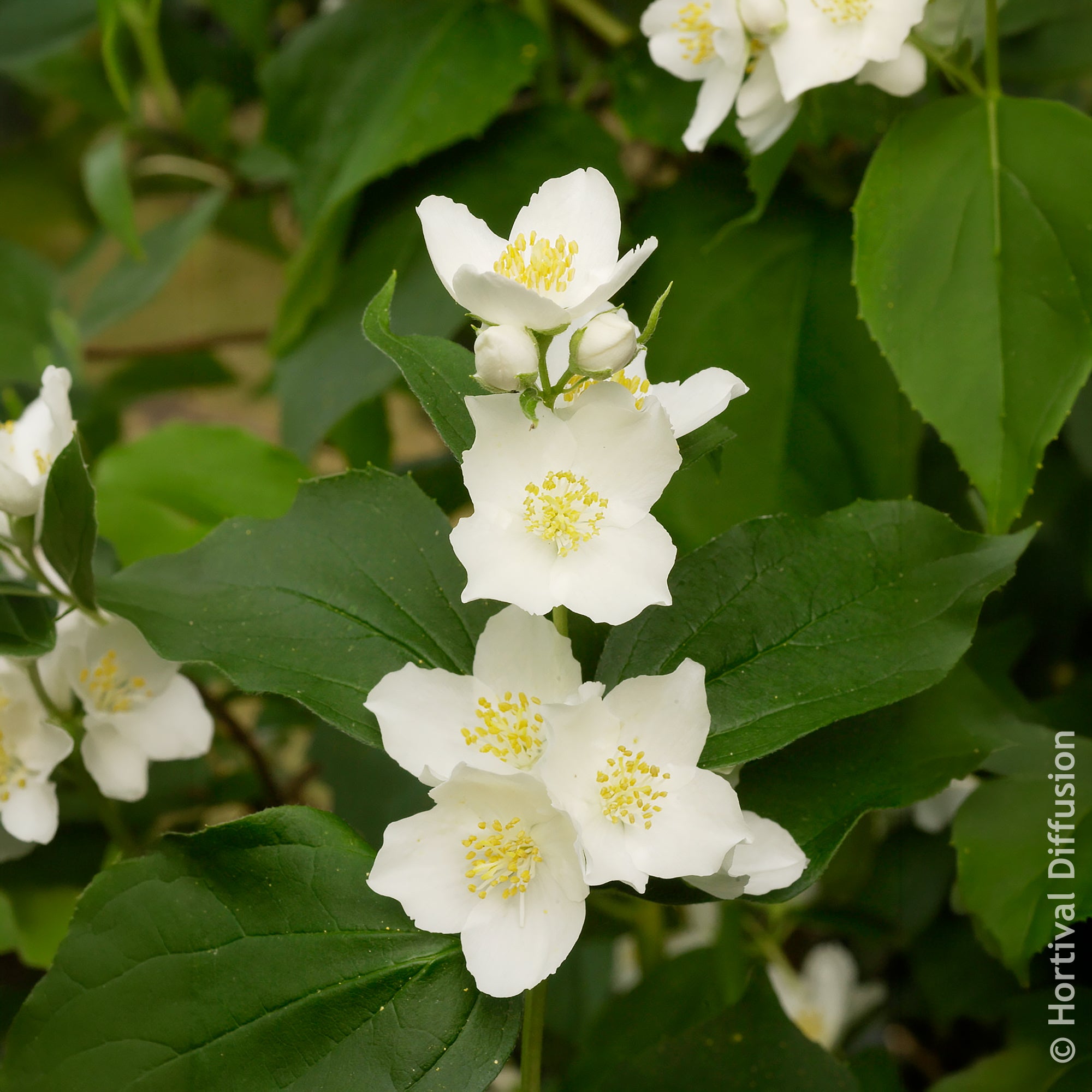Bakker Arbustes Seringat des jardins pot 4,5L parfumé