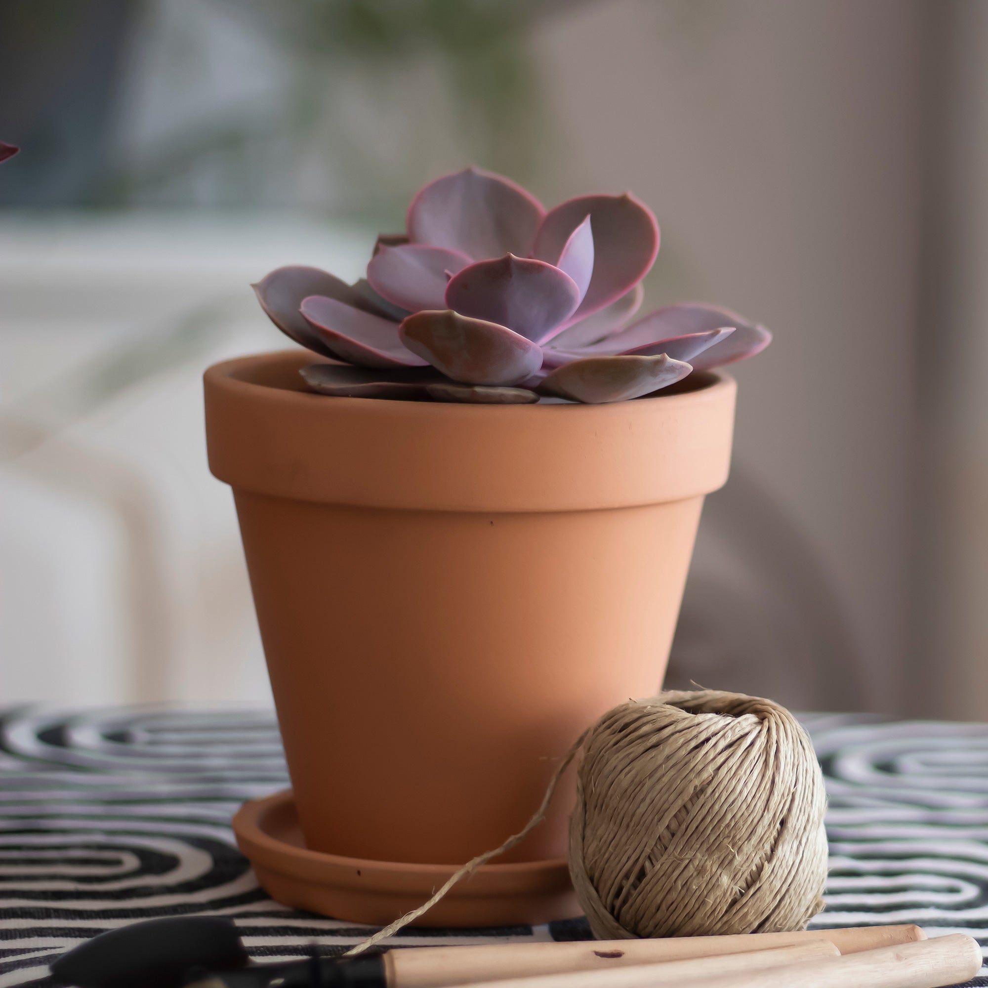 Bakker Echeveria Pearl von Nuernberg grasse pot 12cm rose
