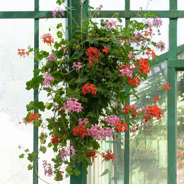 Bakker Géranium-lierre rouge lot 3 pots Ø10,5cm balcon