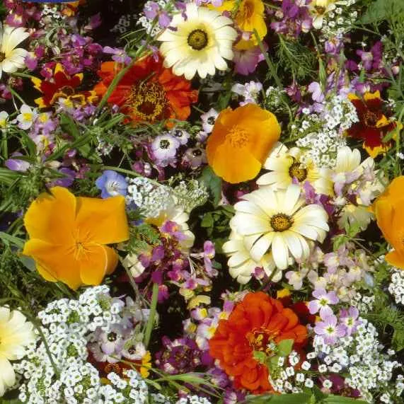 Bakker Mélange graines fleurs été 4g pour 6m² bouquet