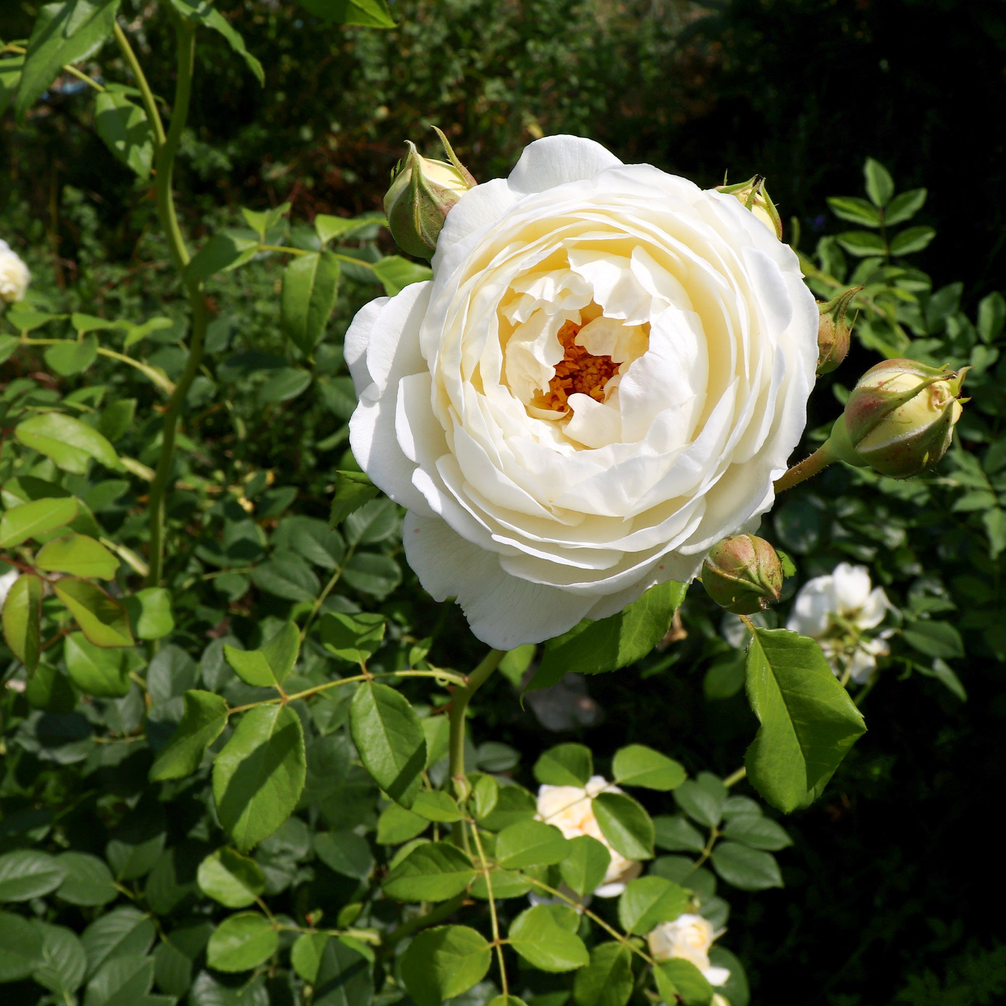 Bakker Rosier Claire Austin rose crème pot 4L