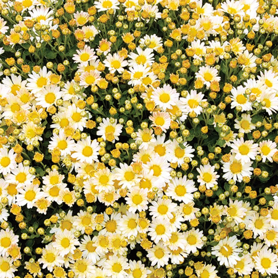 Bakker Chrysanthème Pacifique Bengo Weiss fleur blanche pot 8cm