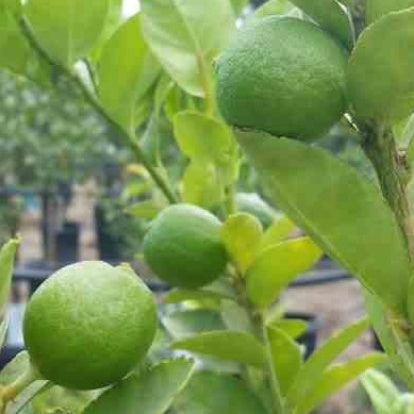 Bakker Fruitiers Citron vert pot 9cm 25-35cm fruits