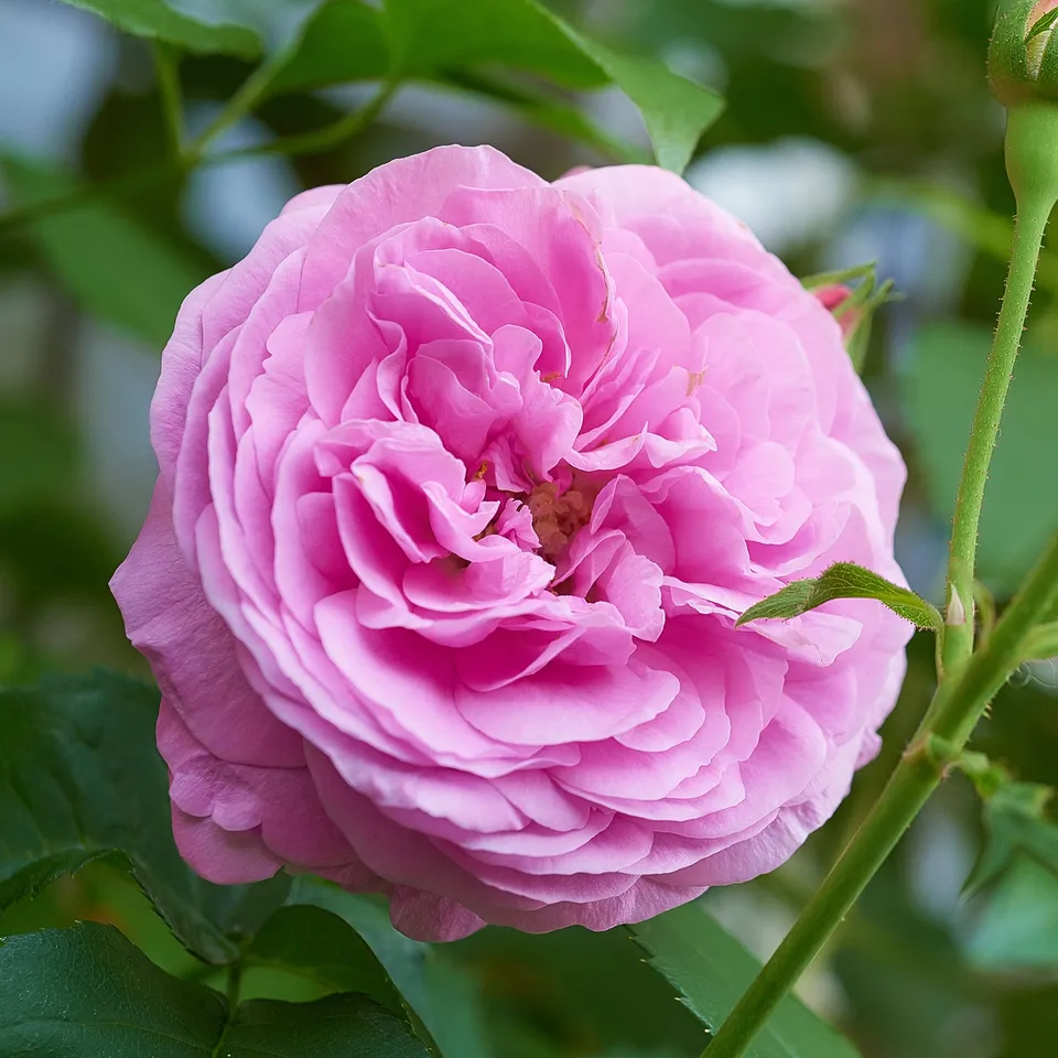 Bakker Louise Odier rosier bourbon pot 4L rose