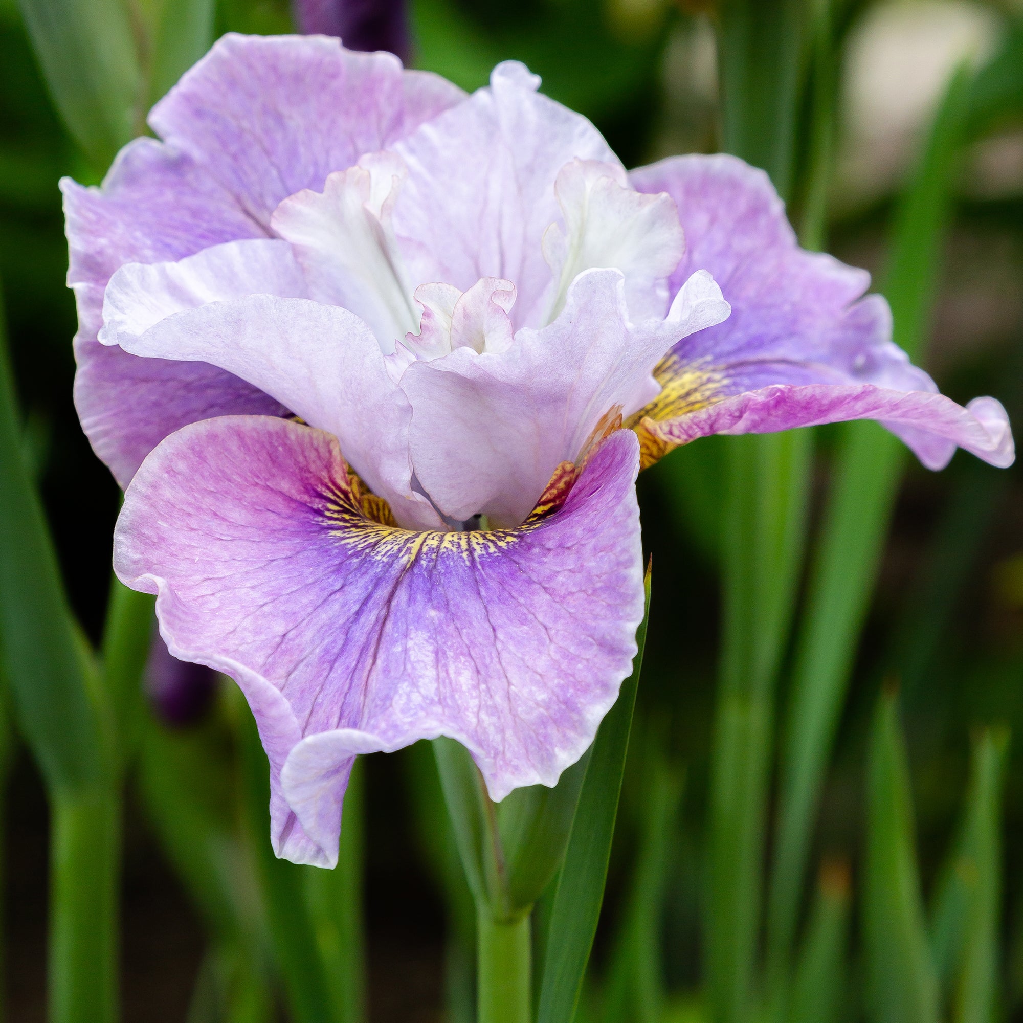 Bakker Dance Ballerina Dance iris de Sibérie pot 8cm