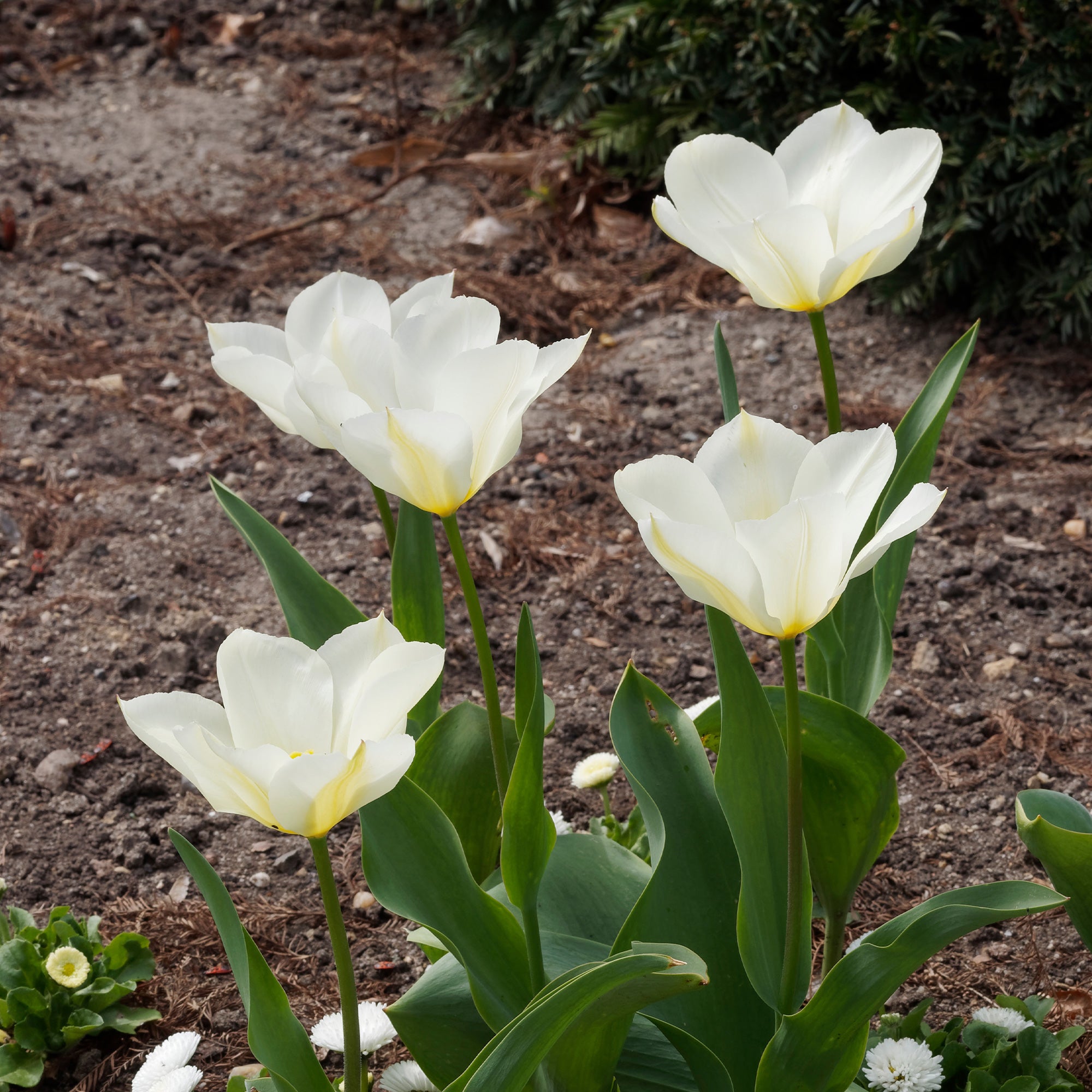 Bakker Tulipes Fosteriana Purissima sachet 10 bulbes blanc