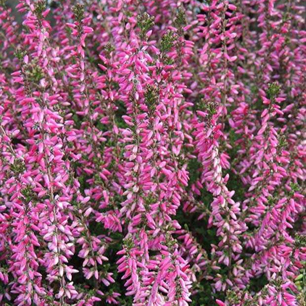 Bakker Bruyère d'été Marlies Calluna rouge pot 8cm 10cm