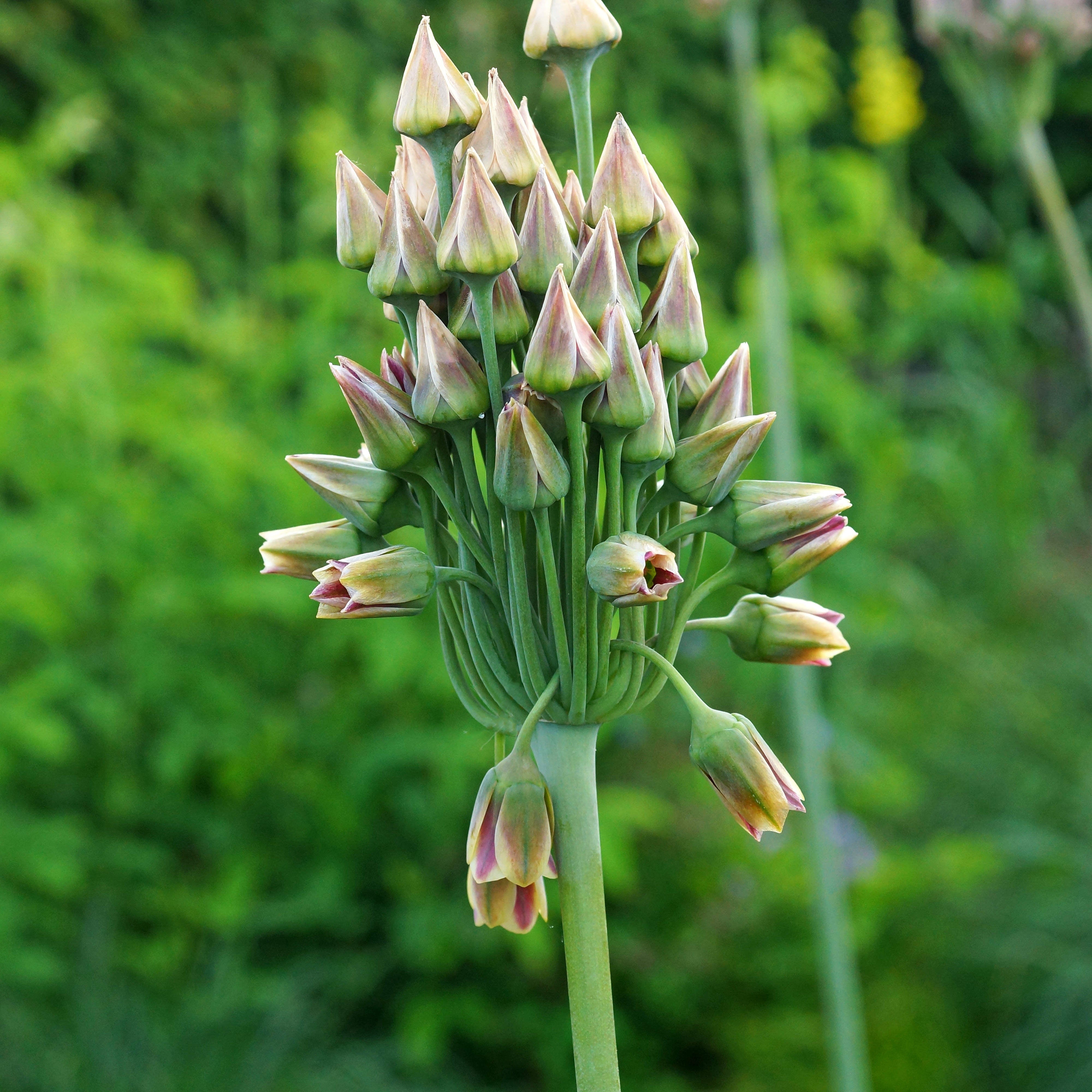 Bakker Alliums Bulgarie bulbes sachet 15 crème