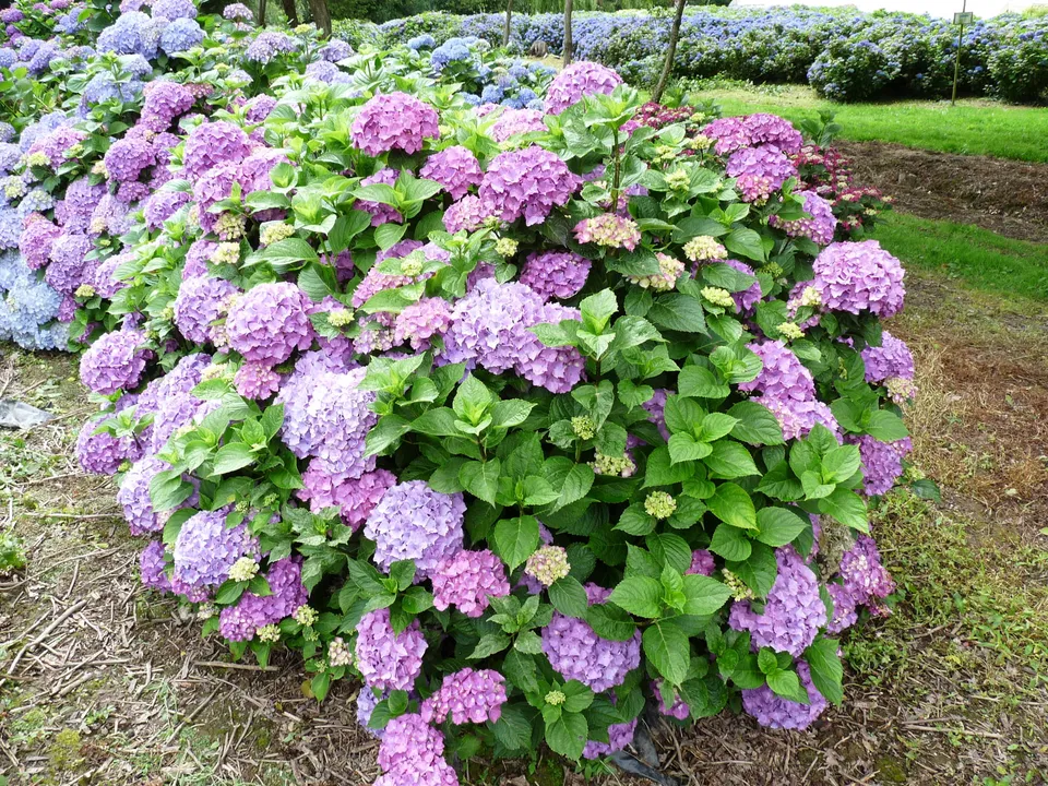 Les Hortensias du Haut Bois Armand Draps hortensia fleurs rondes godet