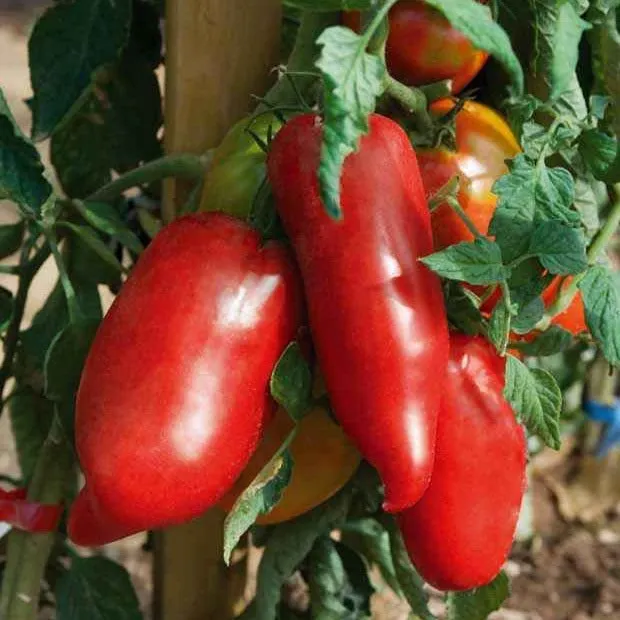 Bakker Potager et Graines Tomate Andine Cornue 3 plants Ø10,5cm