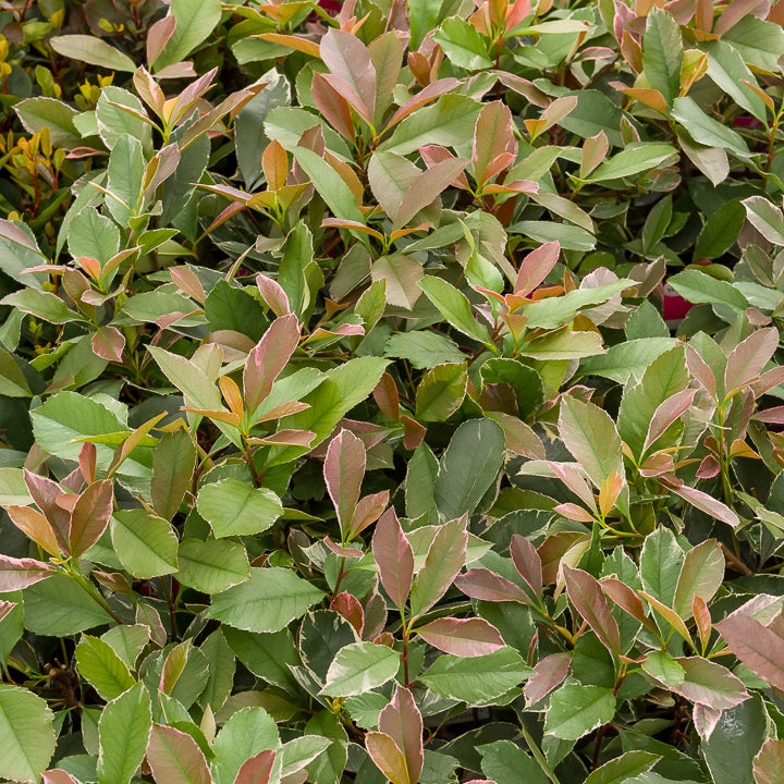 Bakker Photinia fraseri Louise arbuste haie 2L 30-40cm