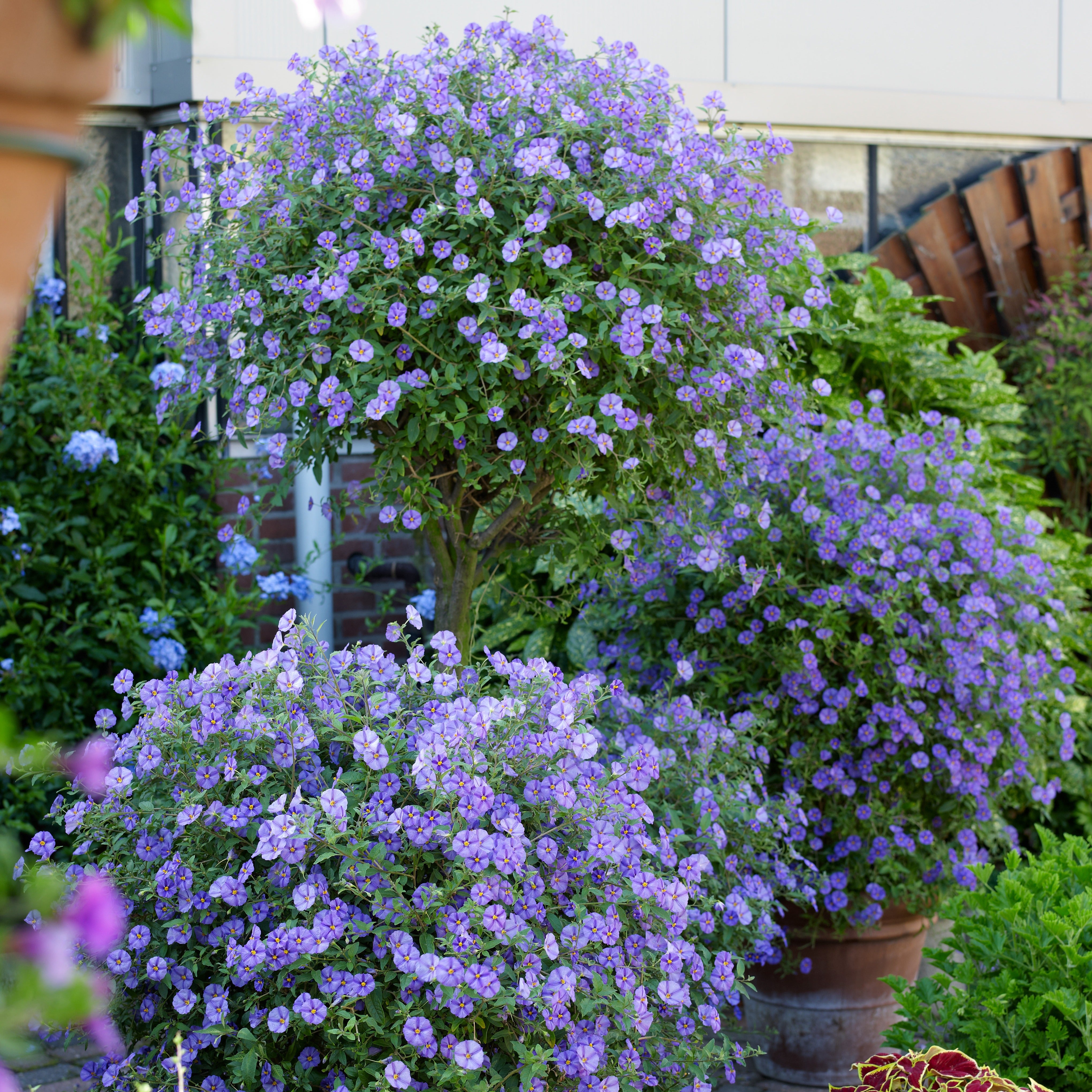 Bakker Arbre aux gentianes Lycianthes arbuste pot Ø9cm