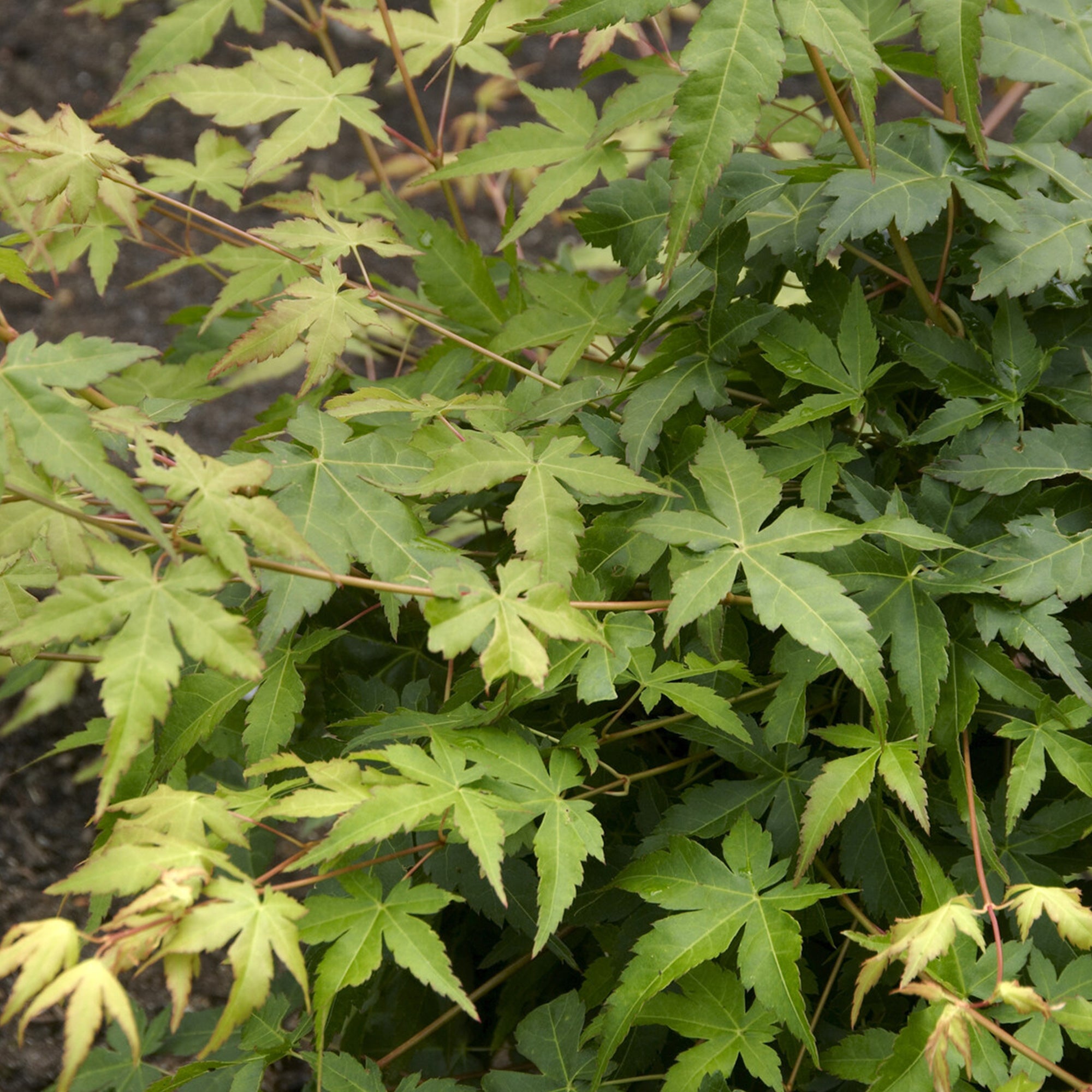 Bakker Érable Japon Bi Hoo arbuste pot 3L écorce dorée