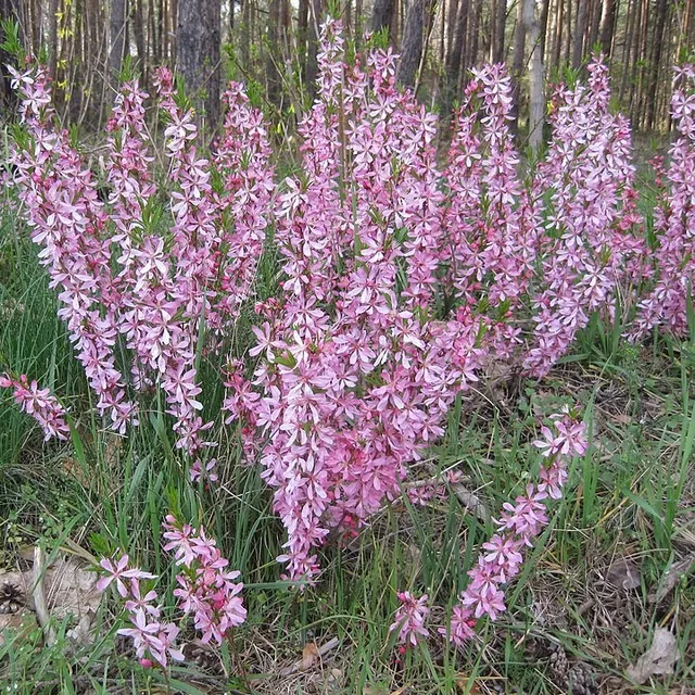 Passion Vivaces Francoea conchifolia plante vivace godet fleurs blanc rosé