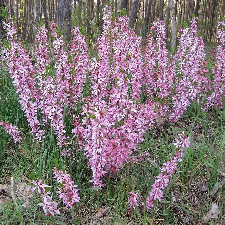 Passion Vivaces Francoea conchifolia plante vivace godet fleurs blanc rosé