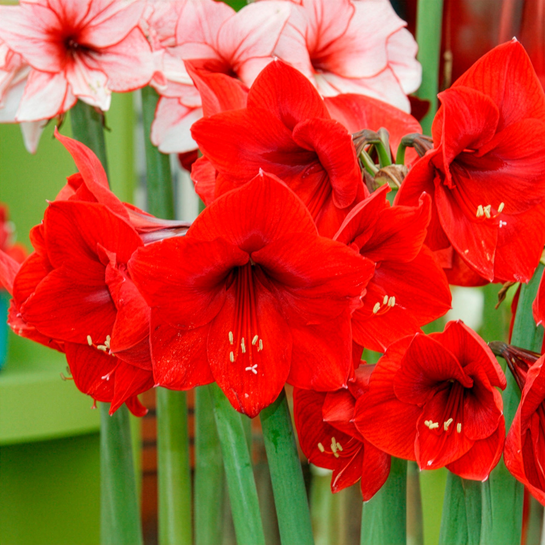 Bakker Amaryllis Red Lion bulbe fleur sachet 1 bulbe rouge 24cm+