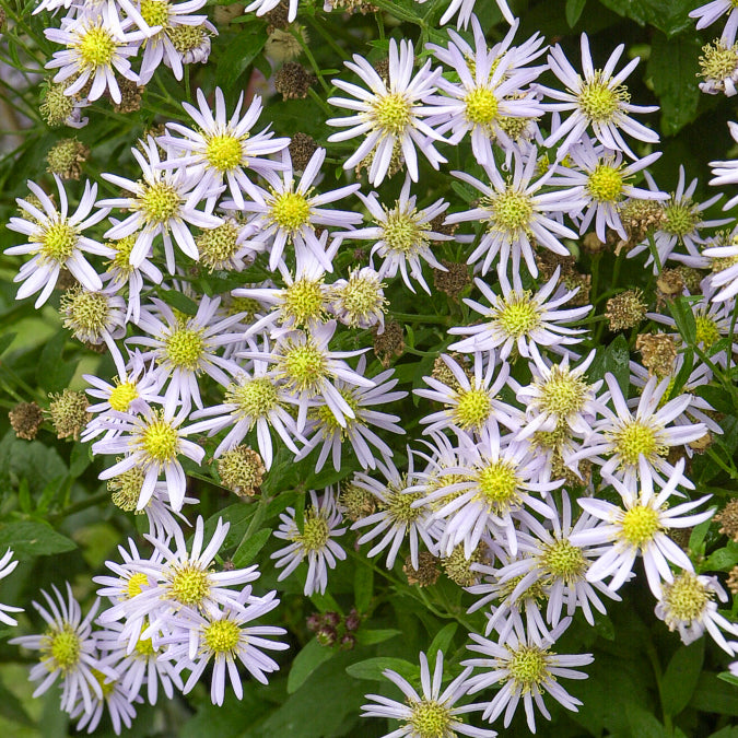 Bakker Asran astère nain pot 9cm fleurs violettes