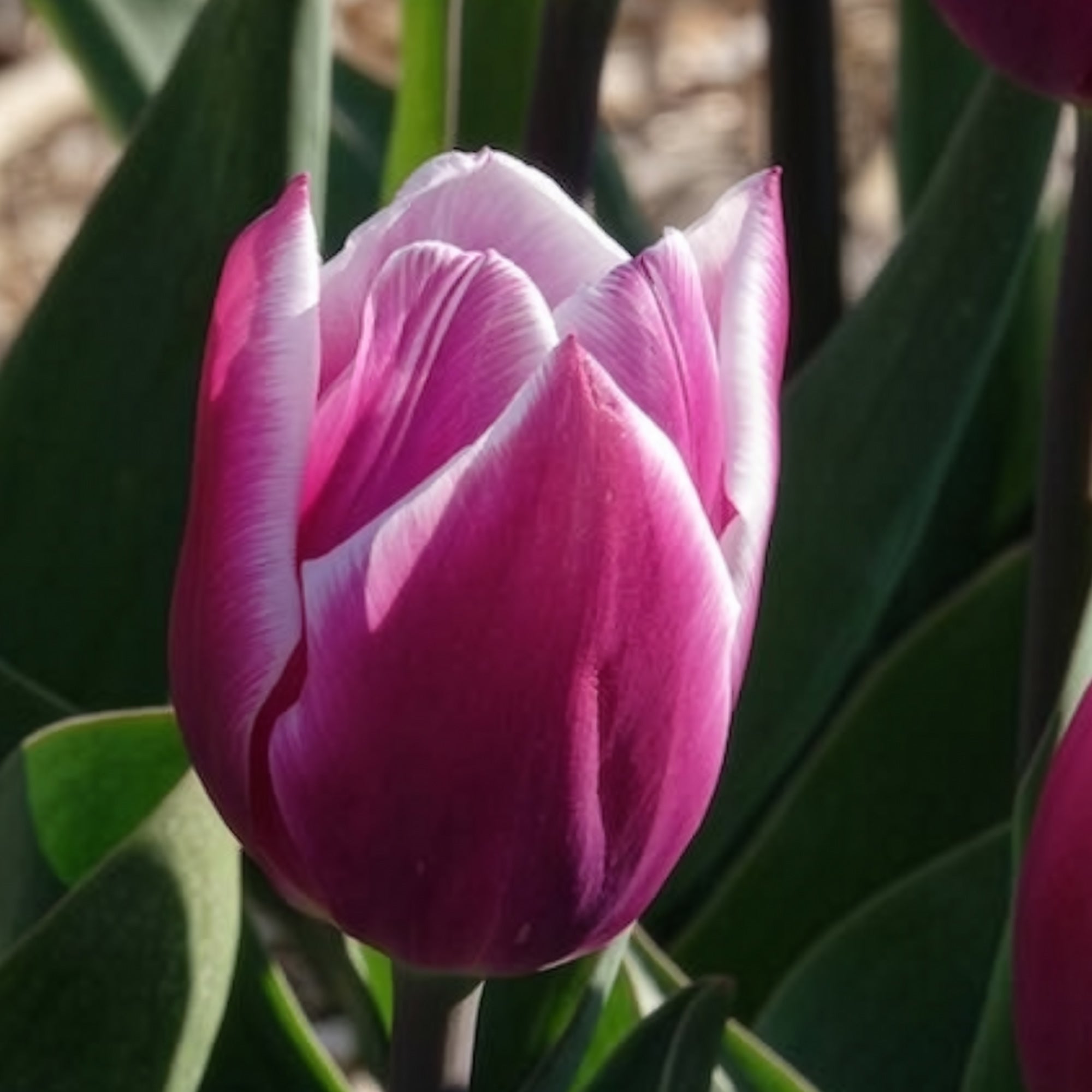 Bakker Tulipe Synaeda Blue bulbe triomphe violet x7