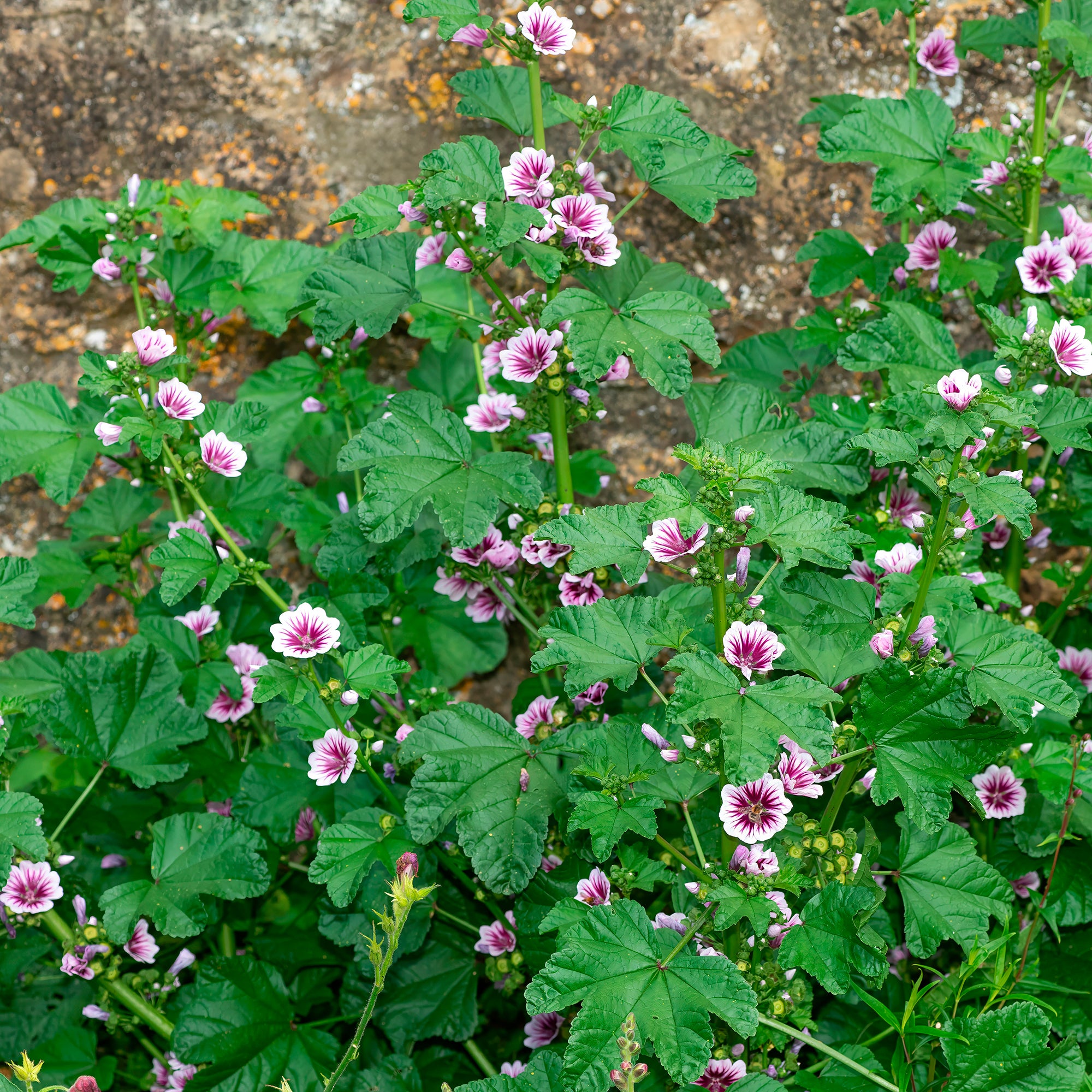 Bakker 2 Mauves zébrées pots 9cm vivace rayée violet