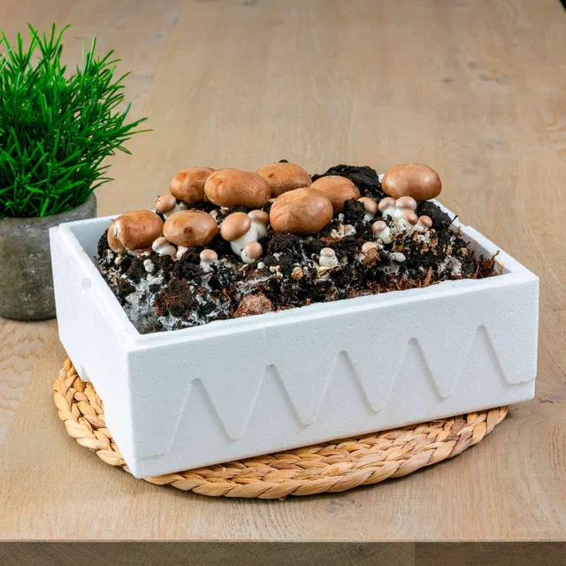Bakker Kit champignons brun de Paris 7,5 L récolte 3 semaines