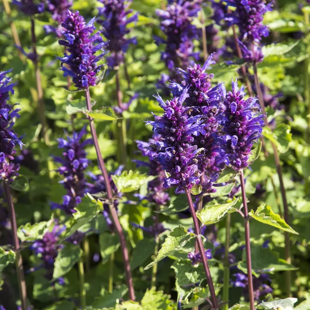 Bakker Agastache Blue Boa plante vivace pot 9cm violet