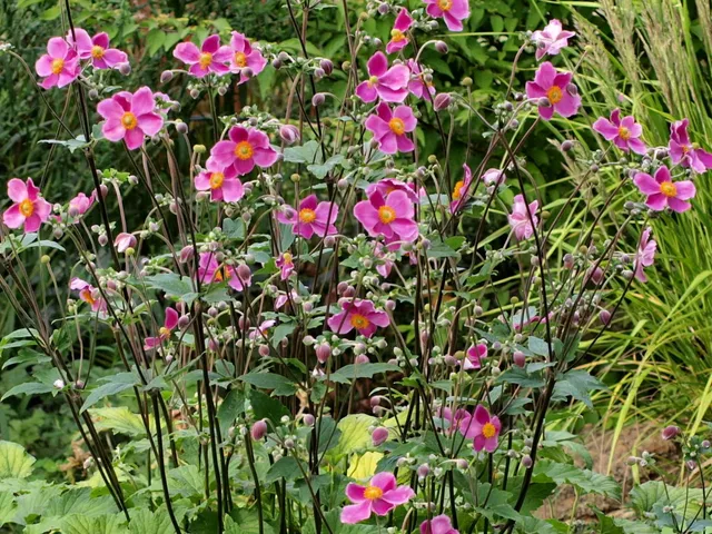 Passion Vivaces Anemone anémone vivace godet couvre-sol