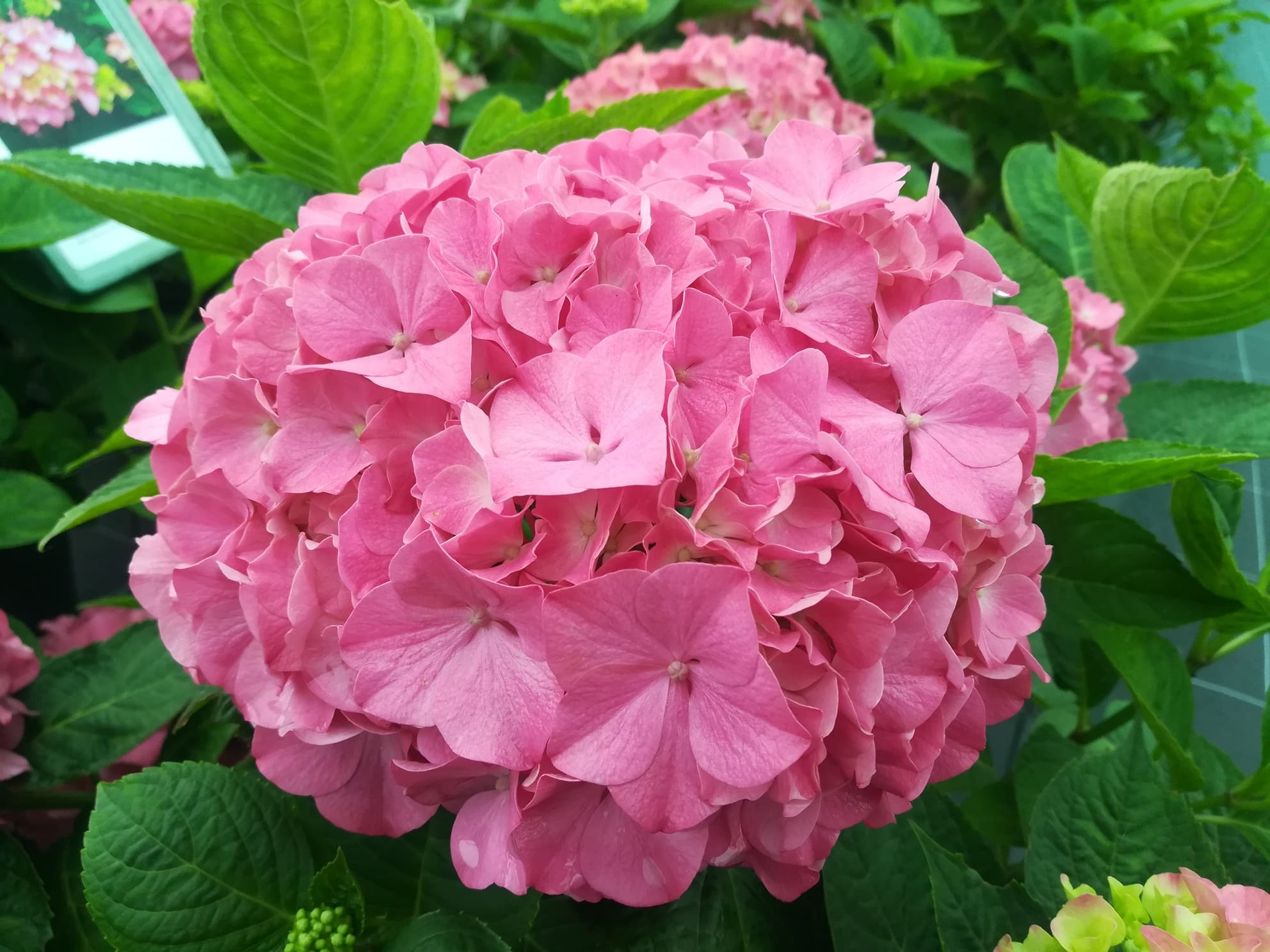 Les Hortensias du Haut Bois Hydrangea macrophylla Président Doumer hortensia bleu