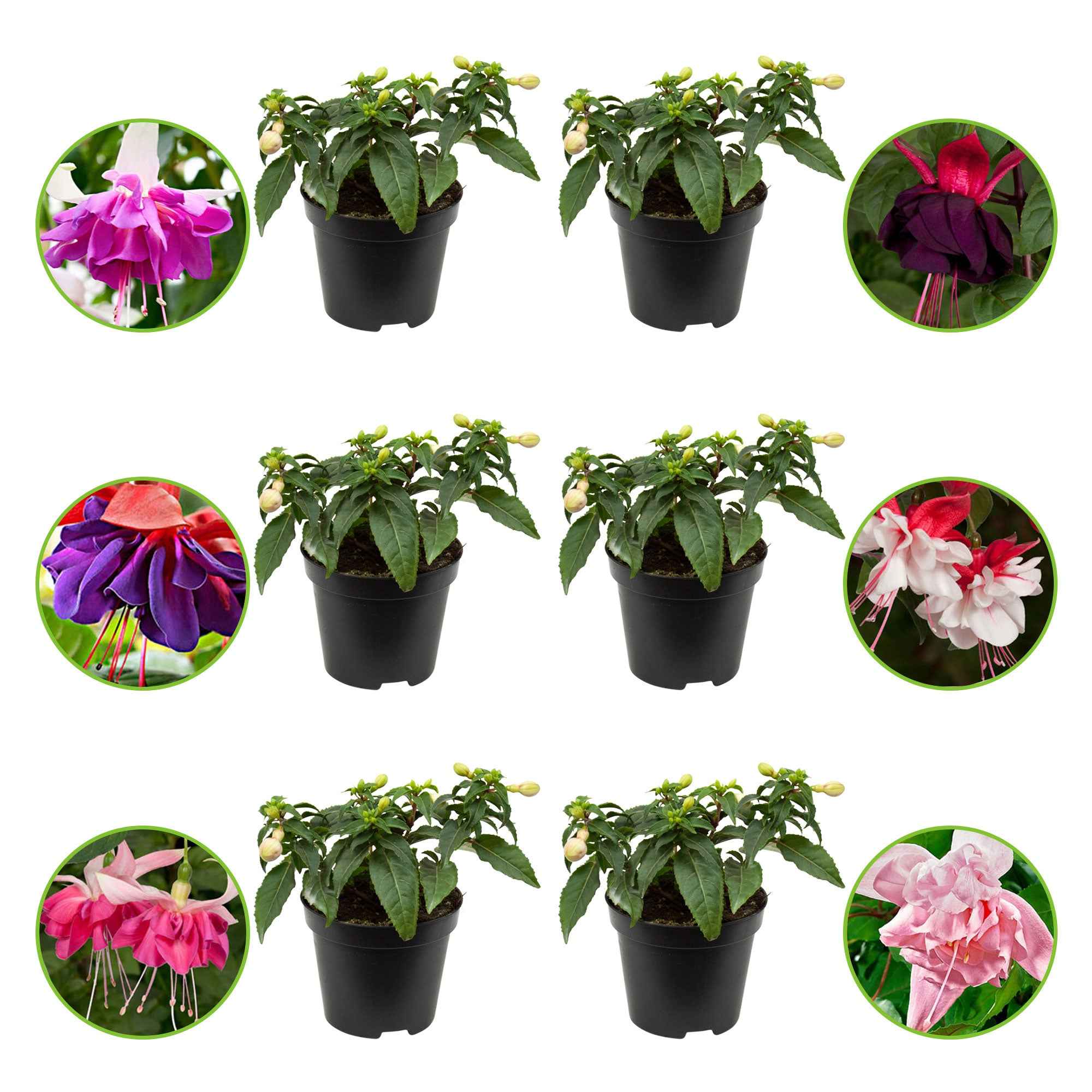 Bakker Fuchsias All in One fleur retombante 6 pots bicolore