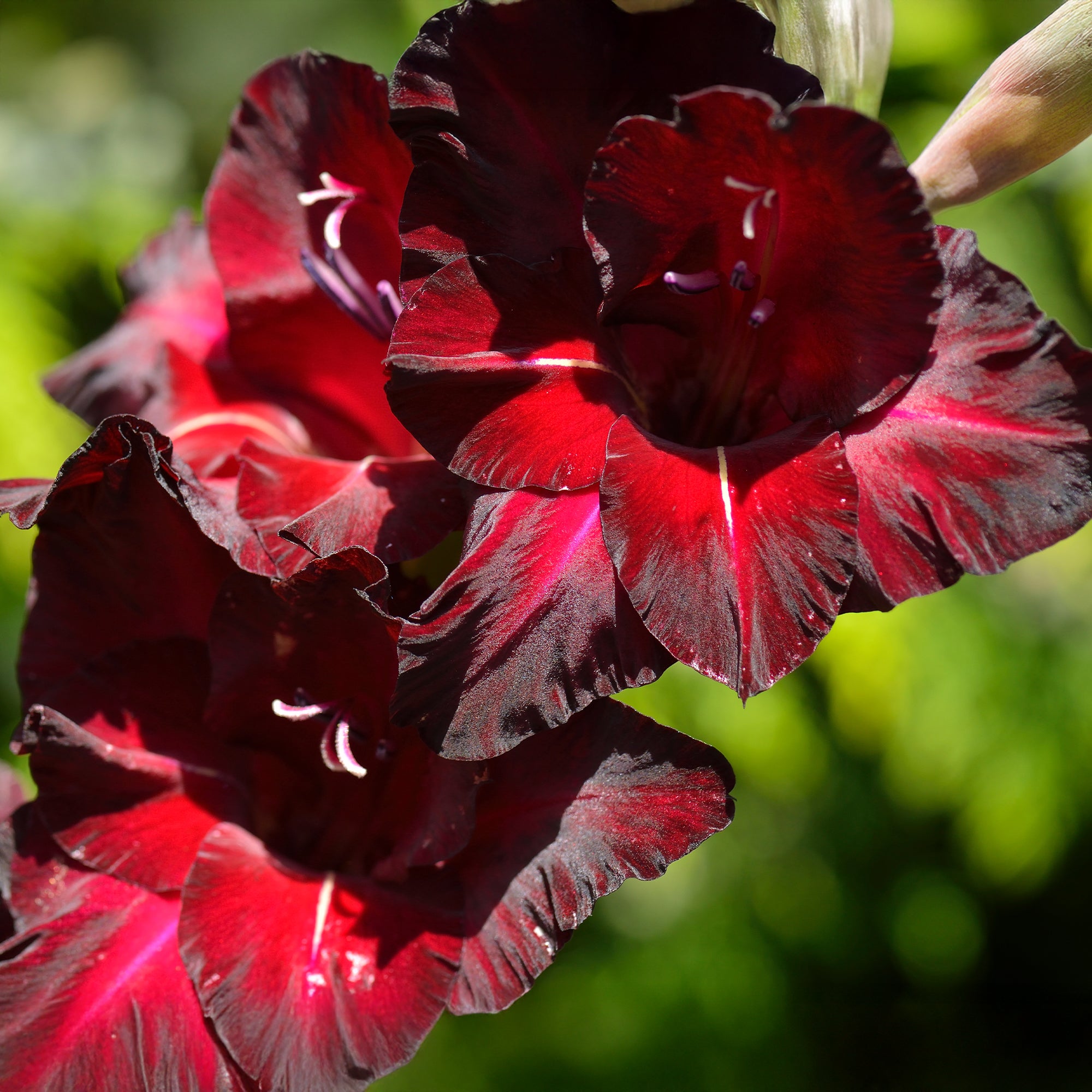Bakker Bulbes à fleurs Glaïeul Black Surprise rouge 10 bulbes