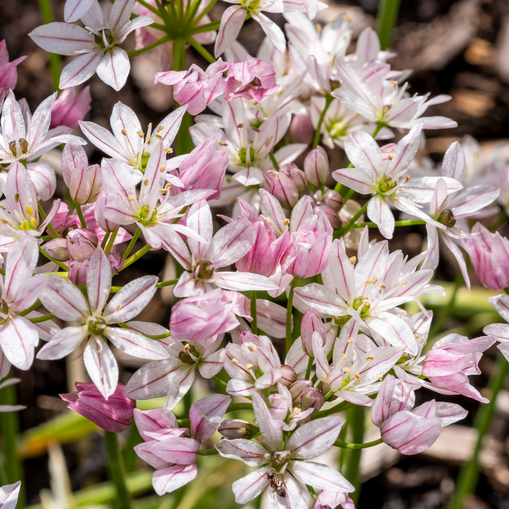 Bakker Alliums Caméléon Bulbes Fleurs 25 Bulbes Rose Blanc