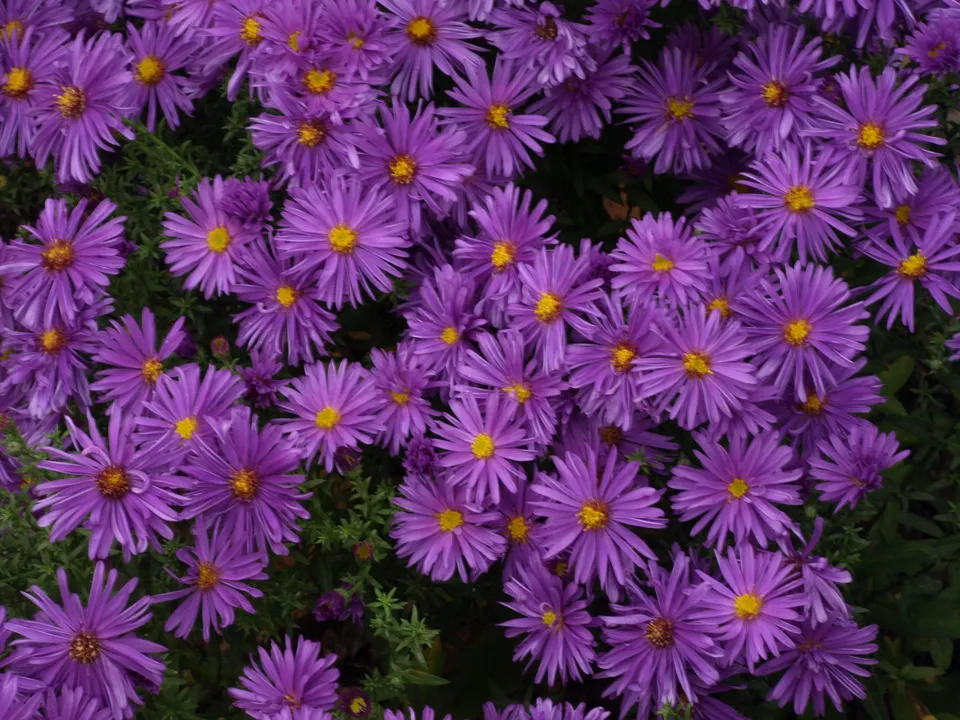 Passion Vivaces Aster Trudi Ann plante vivace godet violet