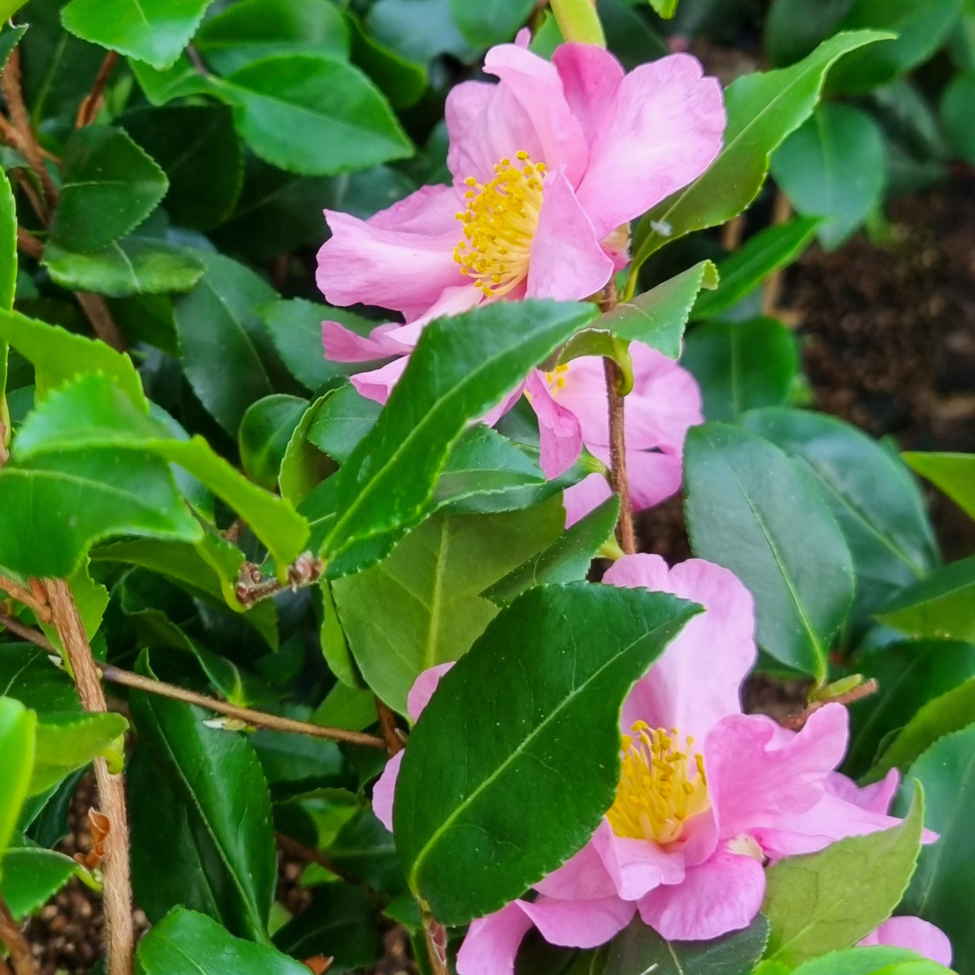 Bakker Camélia Cleopatra sasanqua pot 2L rose