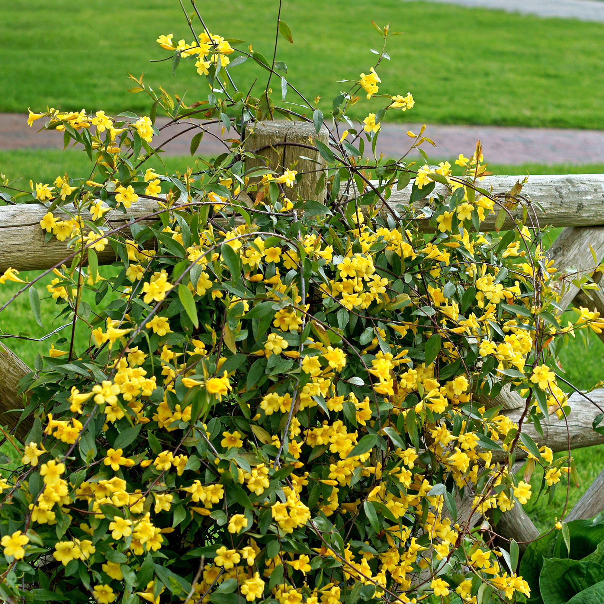Bakker Gelsemium sempervirens jasmin jaune pot Ø9 cm