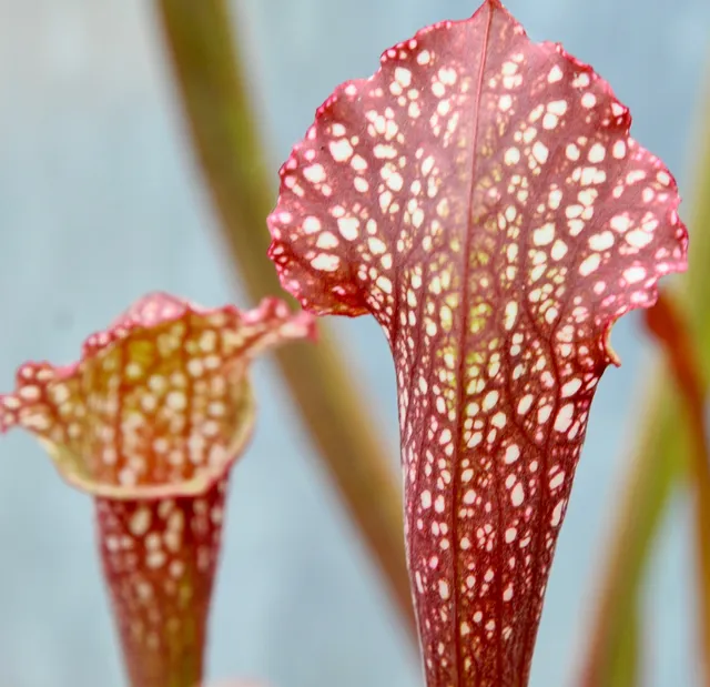 Carniflore Sarracenia Ladies in Waiting plante carnivore 1 point