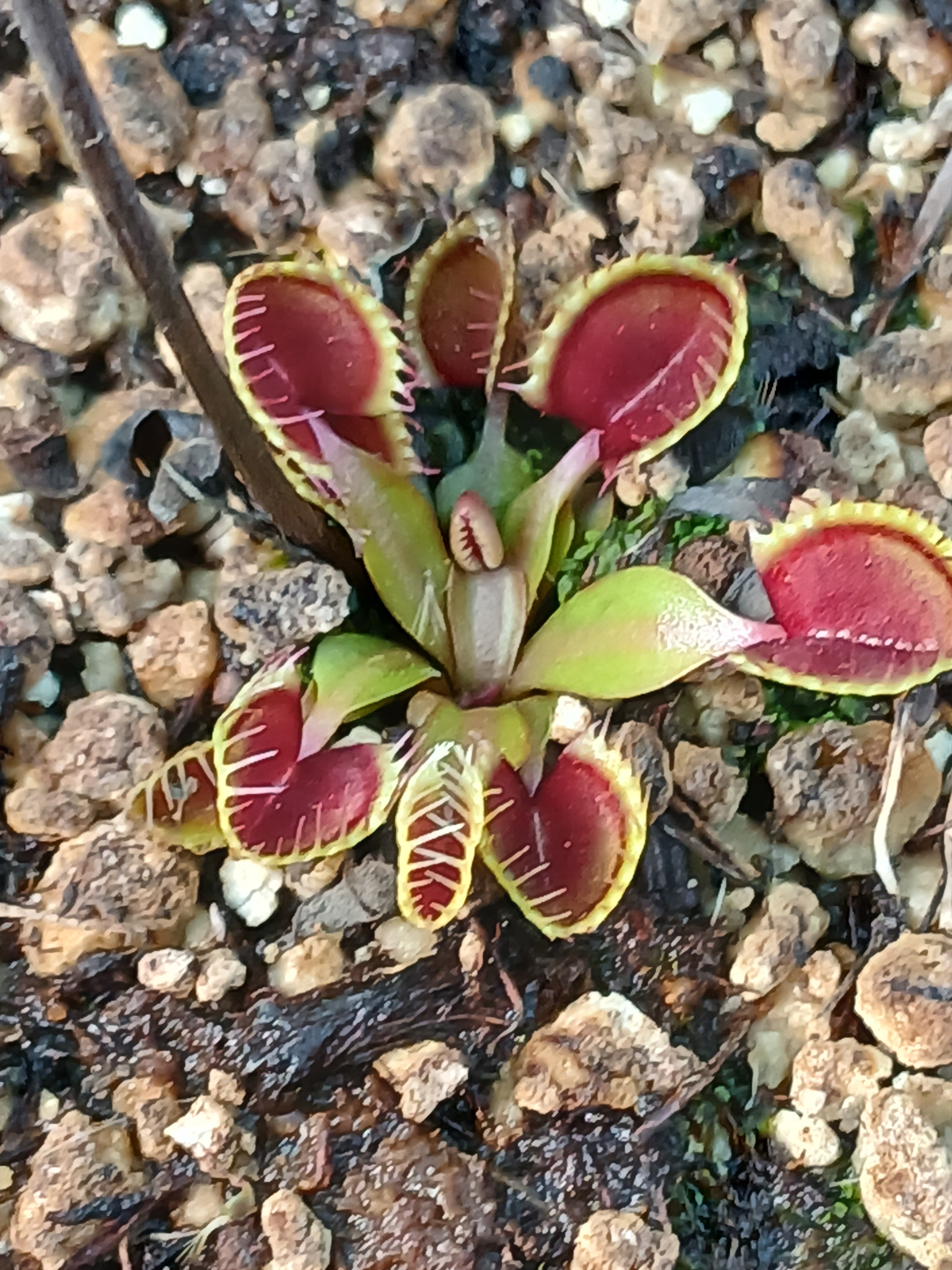 Carniflore Dionée Cupped Trap plante carnivore piège rond adulte