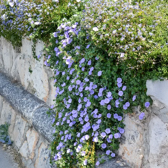 Bakker Liseron de Mauritanie couvre-sol pot 8cm fleurs bleues
