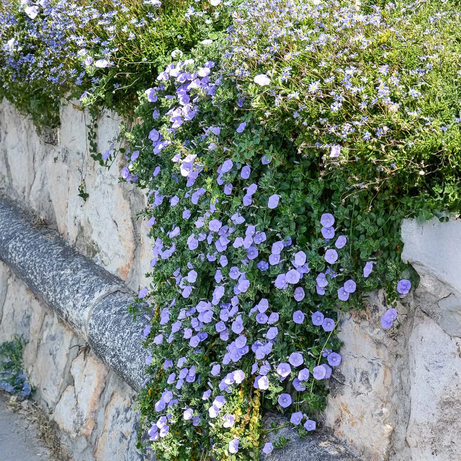 Bakker Liseron de Mauritanie couvre-sol pot 8cm fleurs bleues