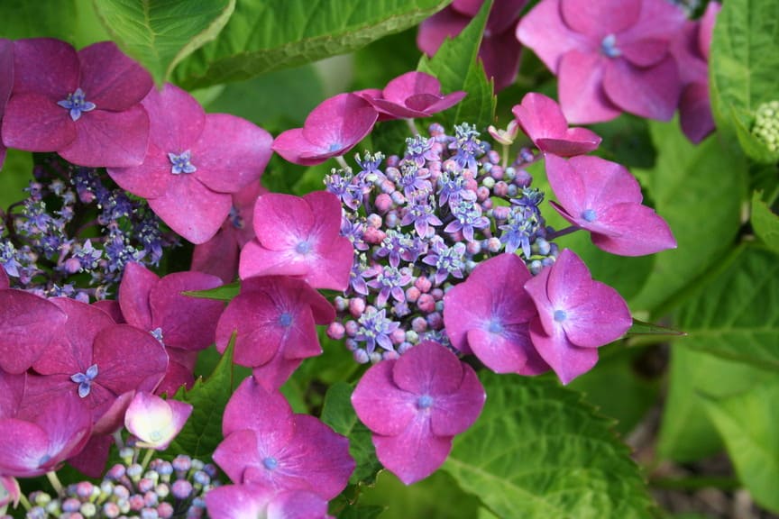 Hortensias du Haut Bois Hydrangea macrophylla Bergfink hortensia