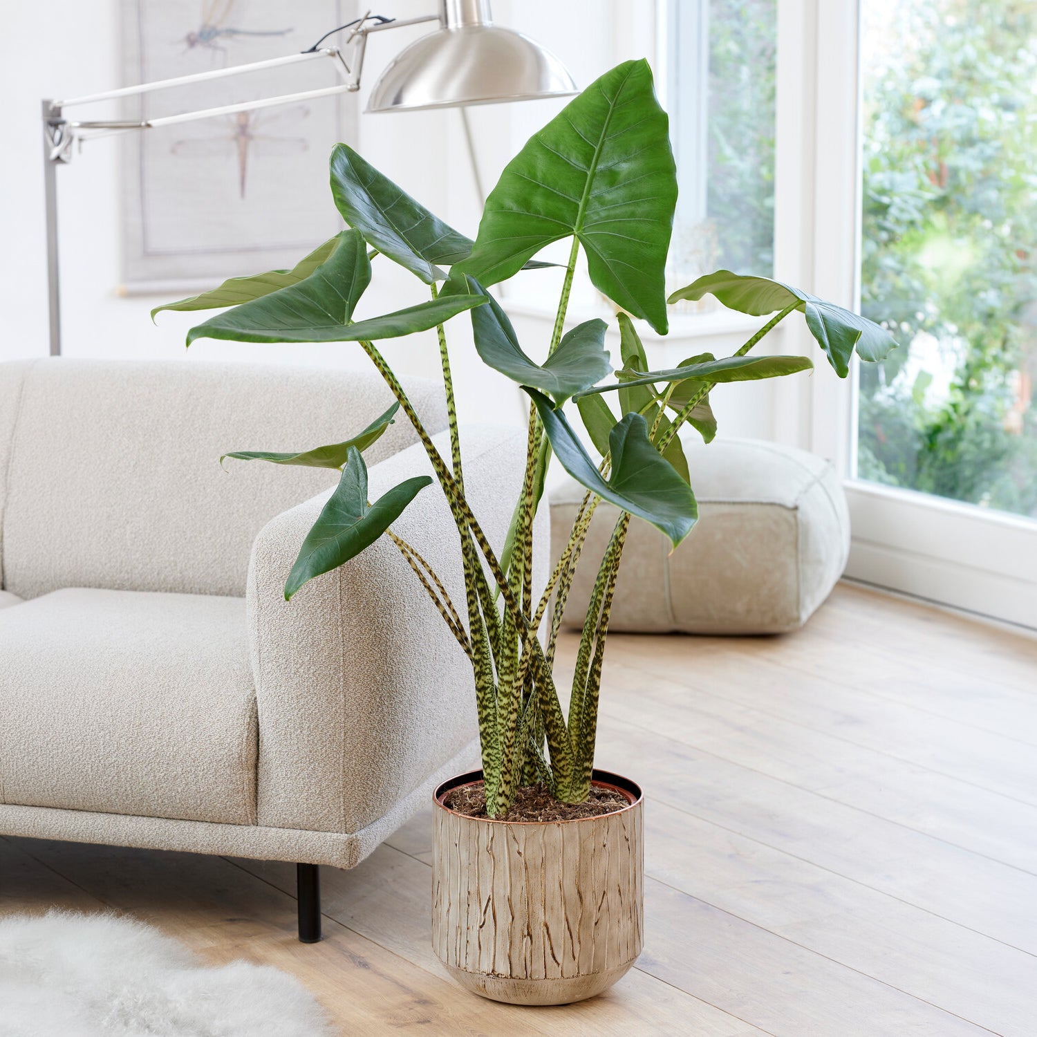 Bakker Zebrina alocasia tigré pot Ø14 cm 40-50 cm