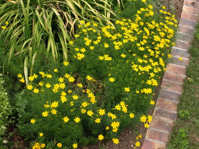 Passion Vivaces Coreopsis verticillata Grandiflora plante pot 1L jaune