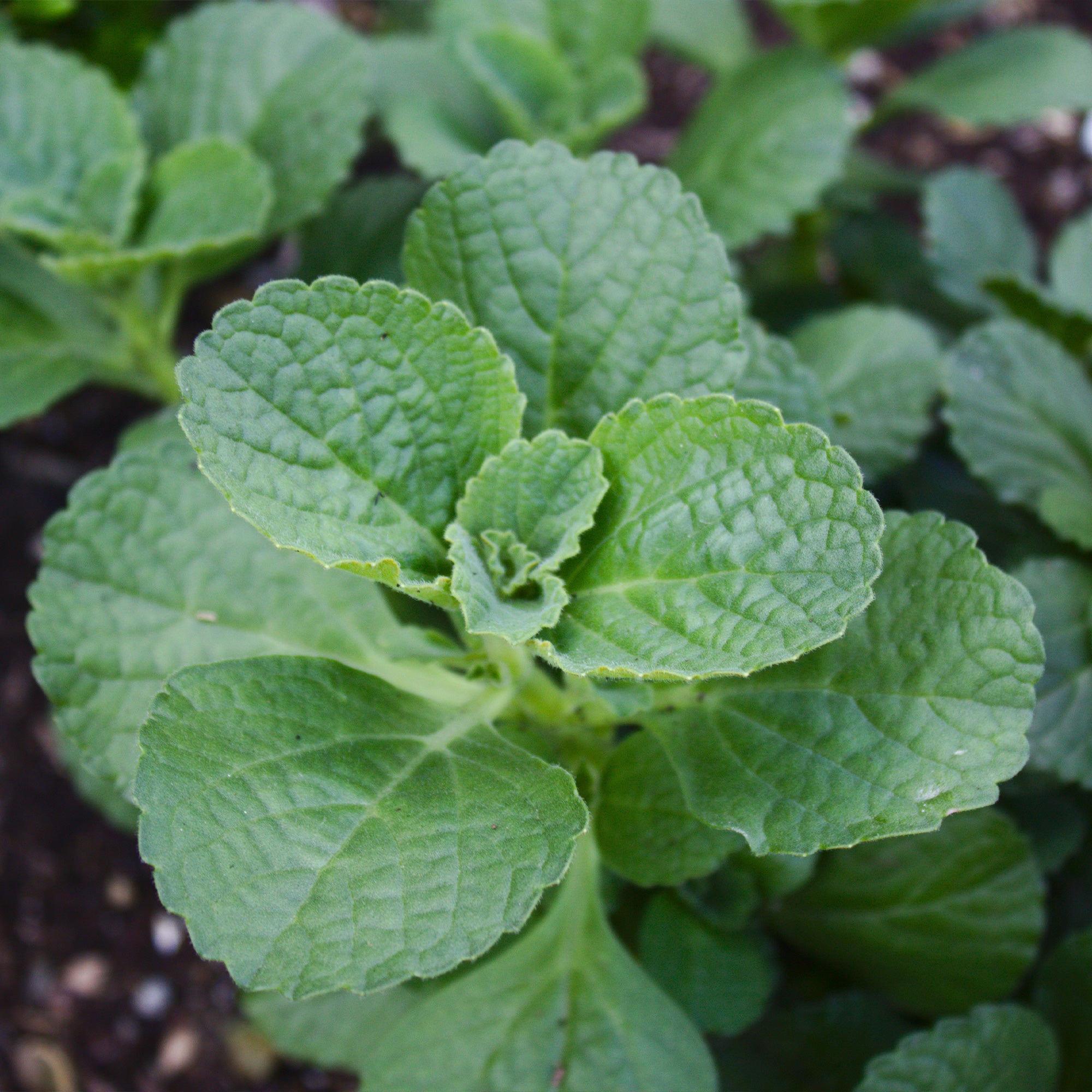 Bakker Potager et Graines Terreur des chats 3 pots violet