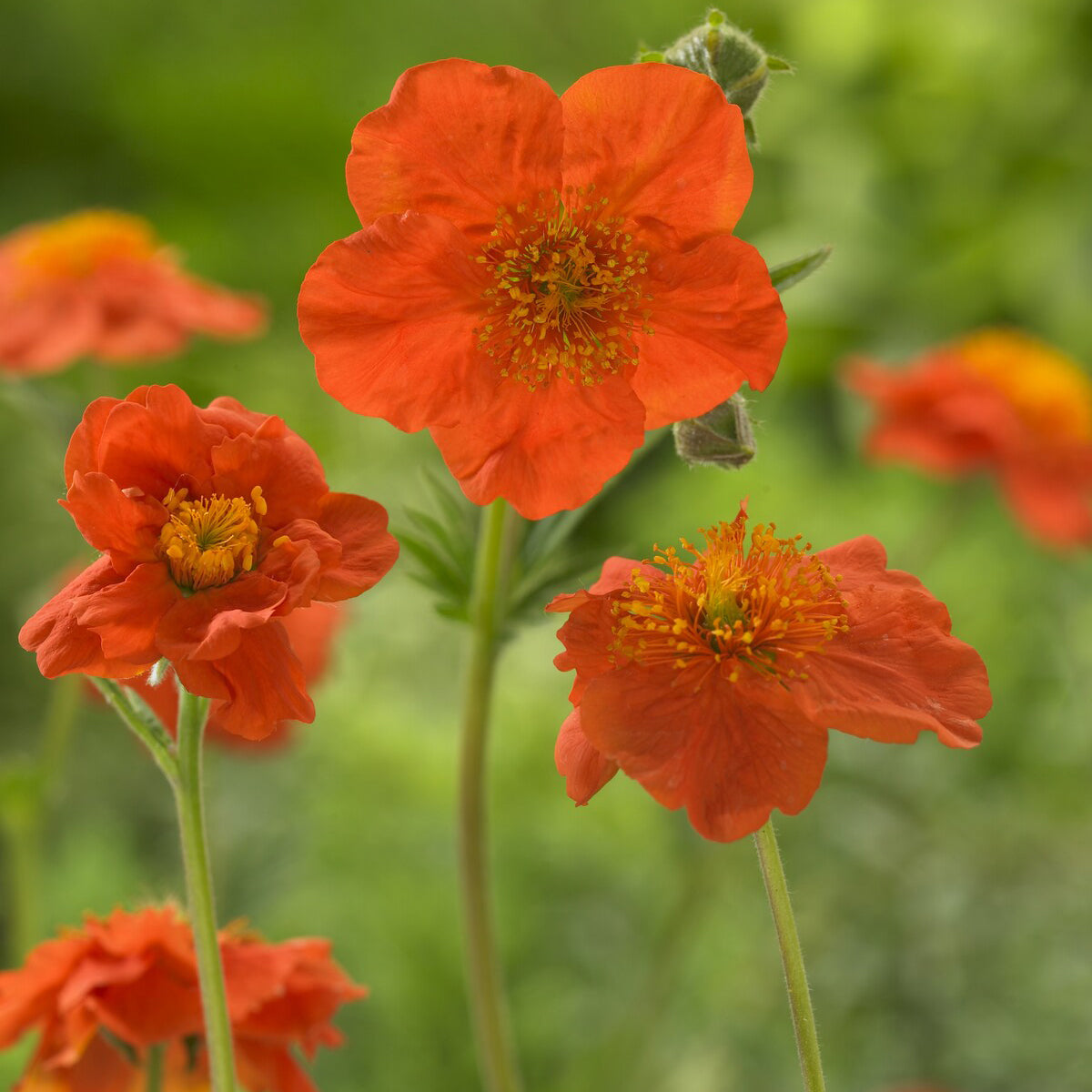Bakker Benoîte Orange Borisii vivace pot 9cm soleil