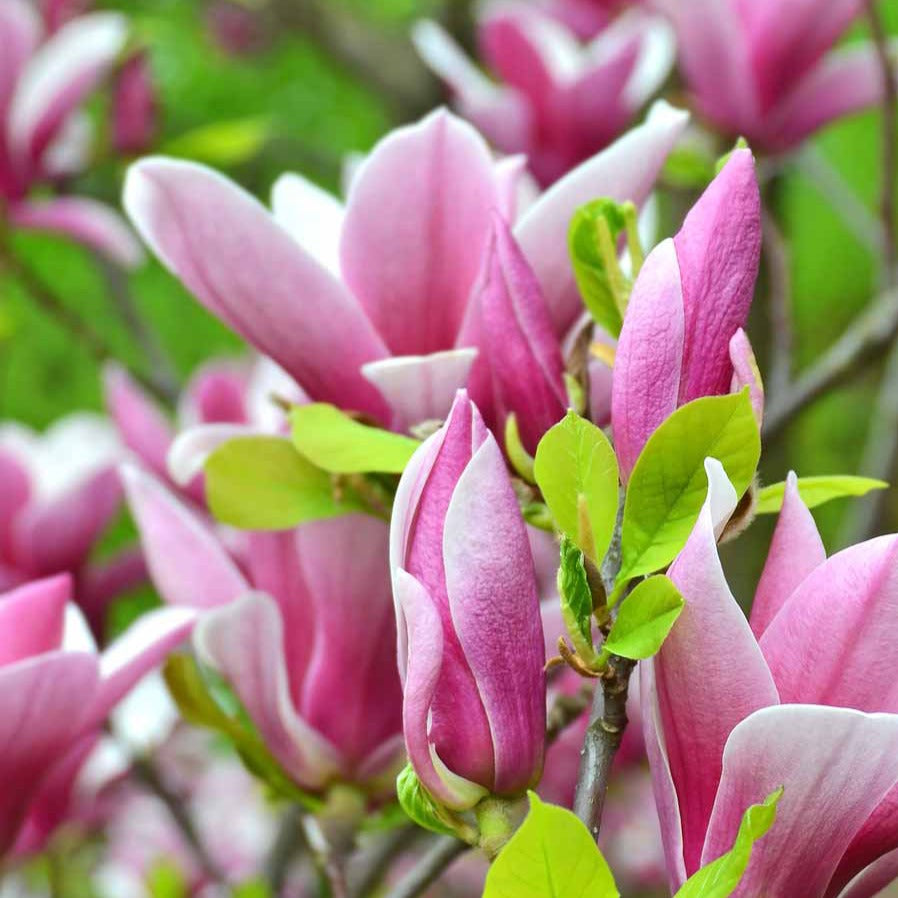 Bakker Magnolia de Soulange arbuste pot 3L 60-80cm rose