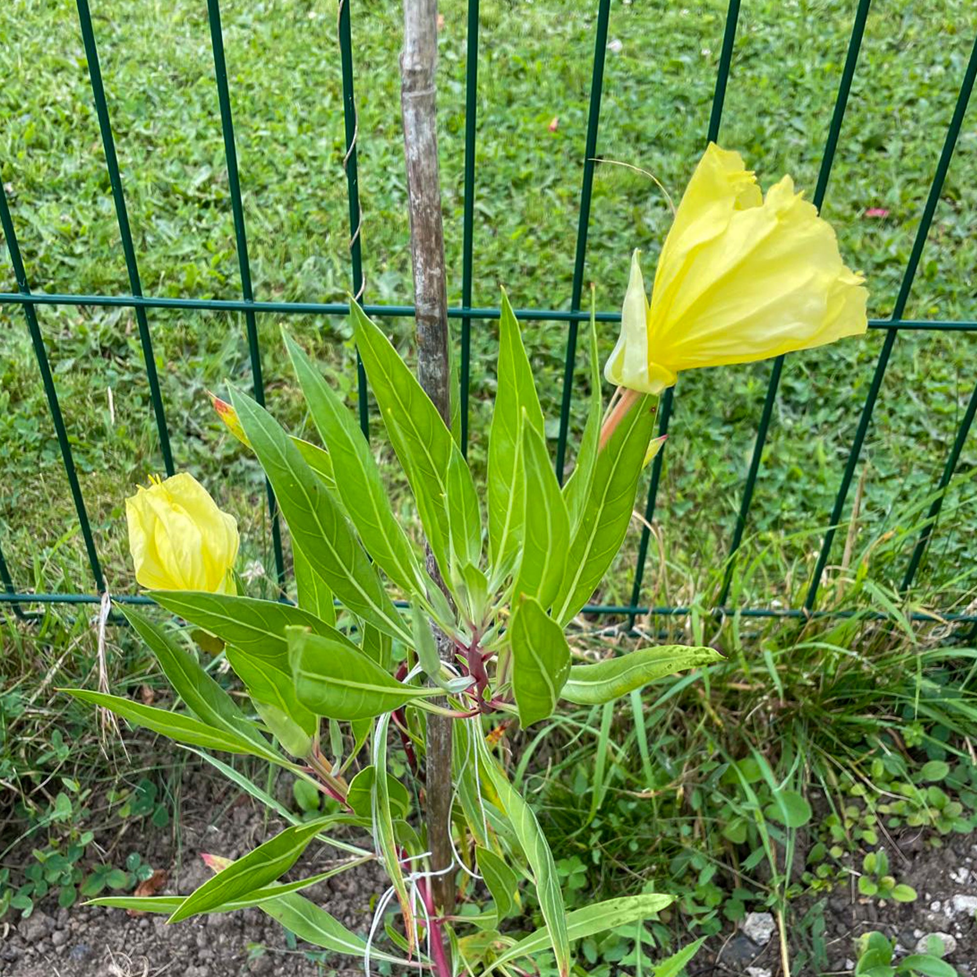 Bakker Oenothères à grandes fleurs vivace jaune lot 2 pots Ø 9cm