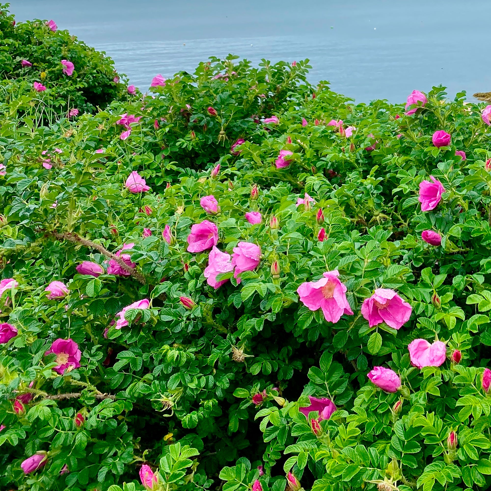 Bakker Rosiers Rugueux rose foncé 2 pots Ø9cm parfumé rustique