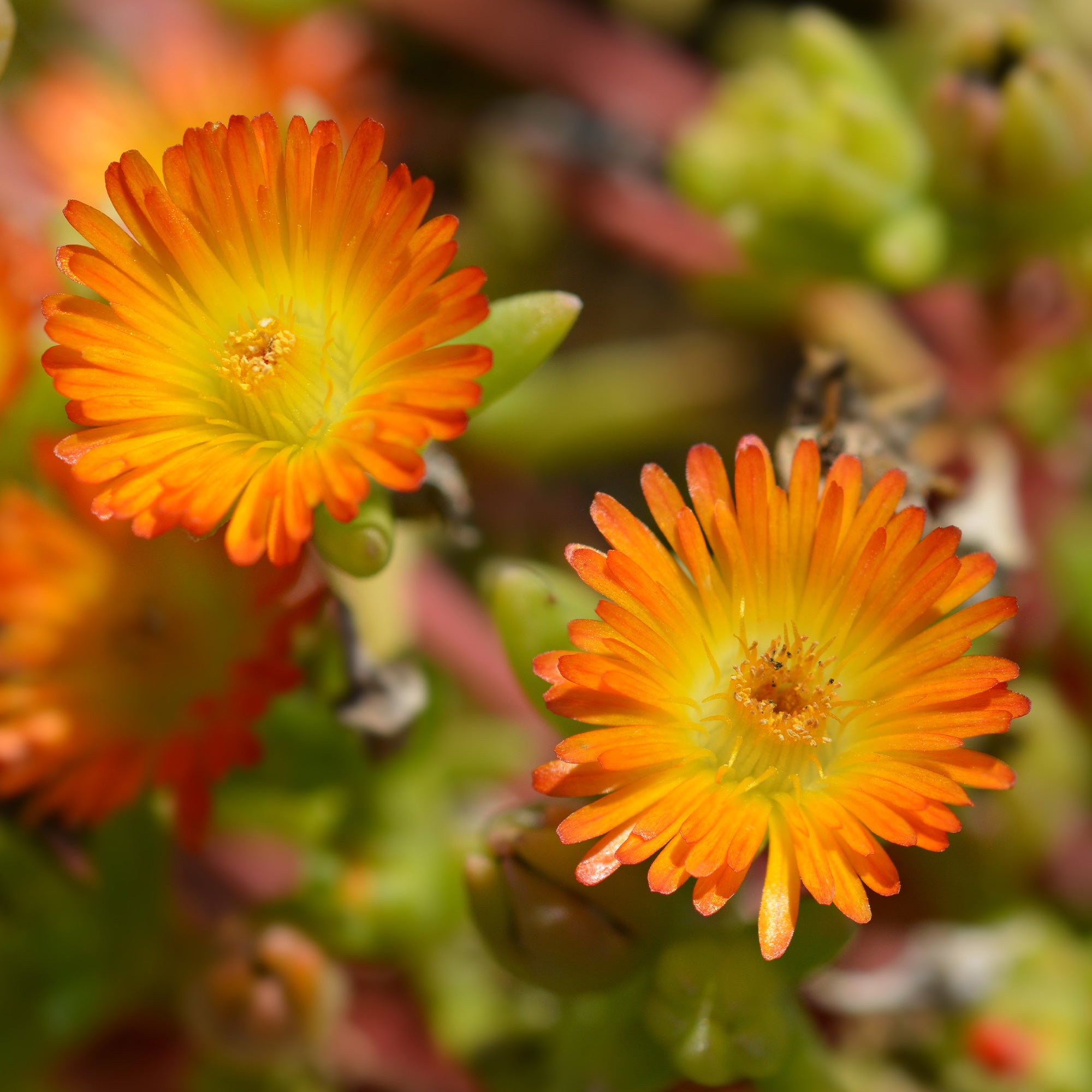 Bakker Vivaces Delosperma Wheels of Wonder Orange pourpier pot 9cm