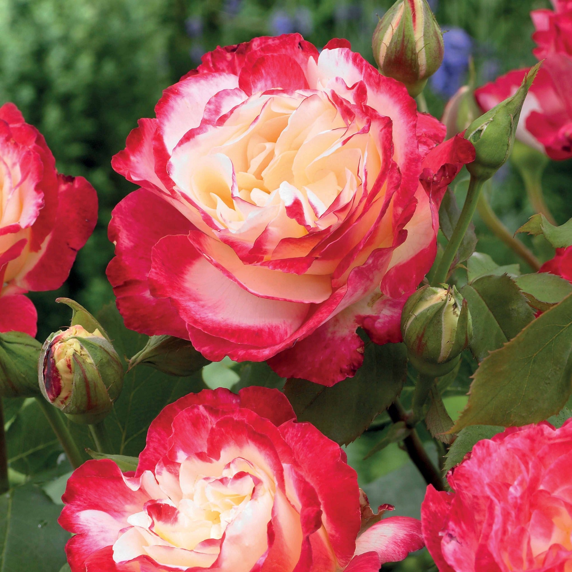 Bakker Double Delight rosier buisson motte 3+ branches parfumé