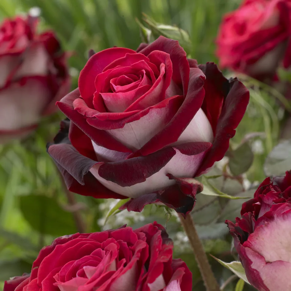 Bakker Osiria rosier tige racine nue tige 90-100 cm rouge