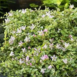 Bakker Mouron délicat Anagallis plante de bassin pot Ø 11cm rose